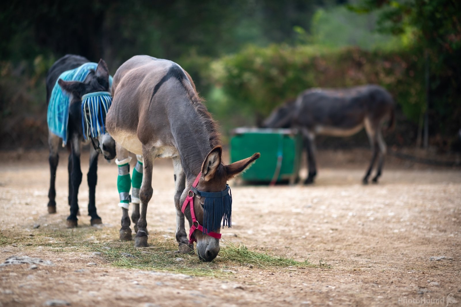 corfu donkey rescue 2