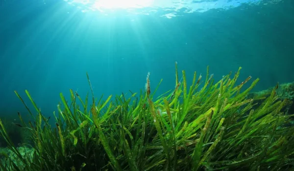 snorkelling above seagrass meadows in Corfu